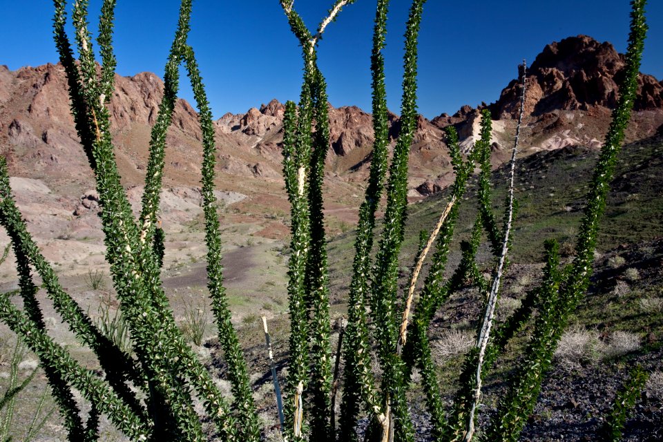 Indian Pass Wilderness