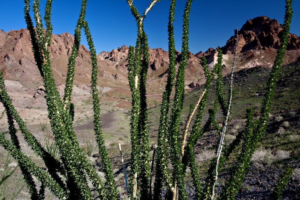 Indian Pass Wilderness photo