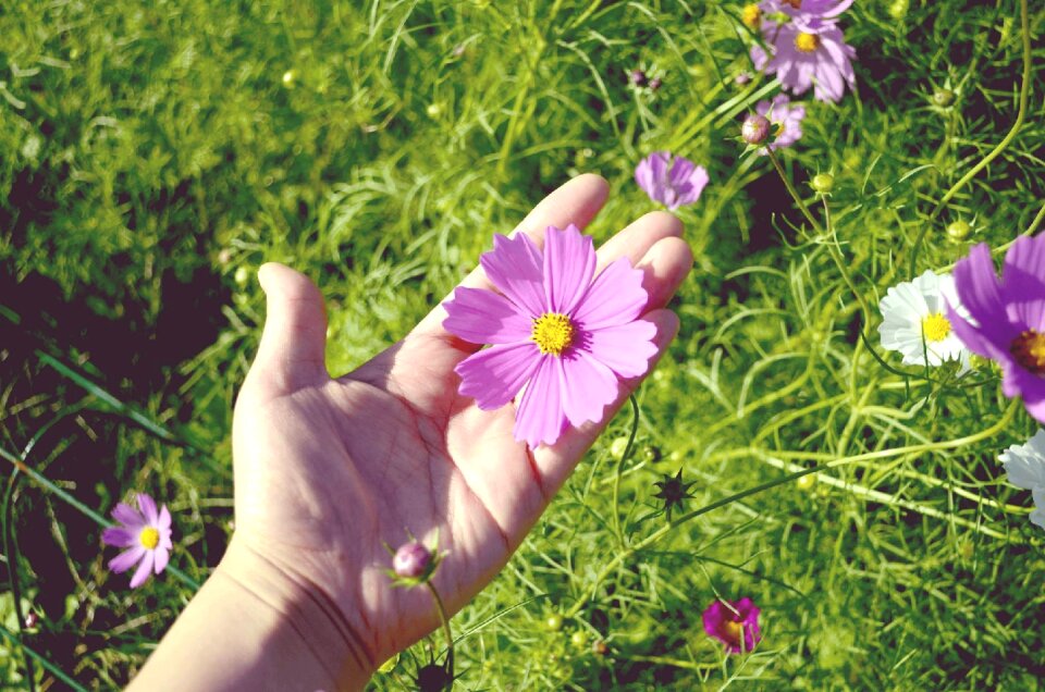 Cosmos plants flowers