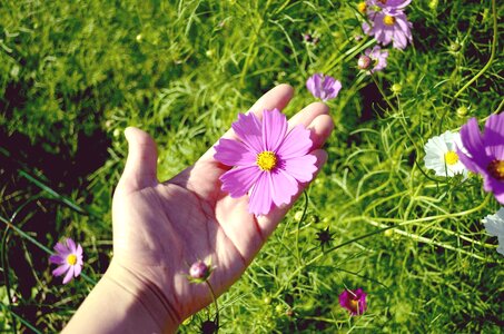 Cosmos plants flowers