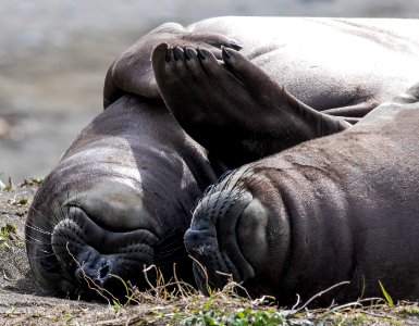 Elephant Seal in the King Range