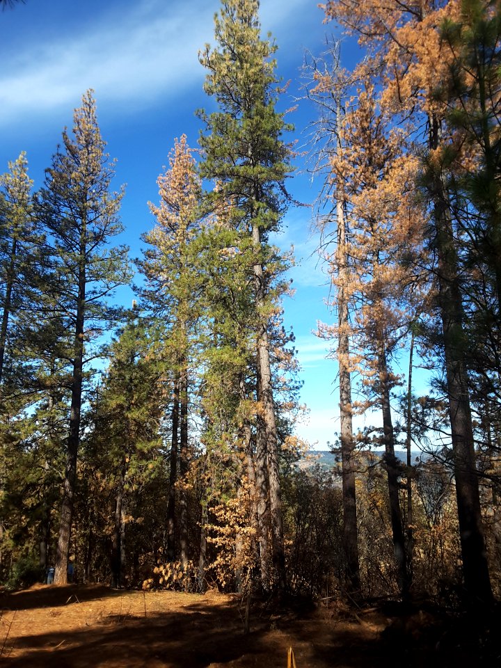 2015 Butte Fire Effects