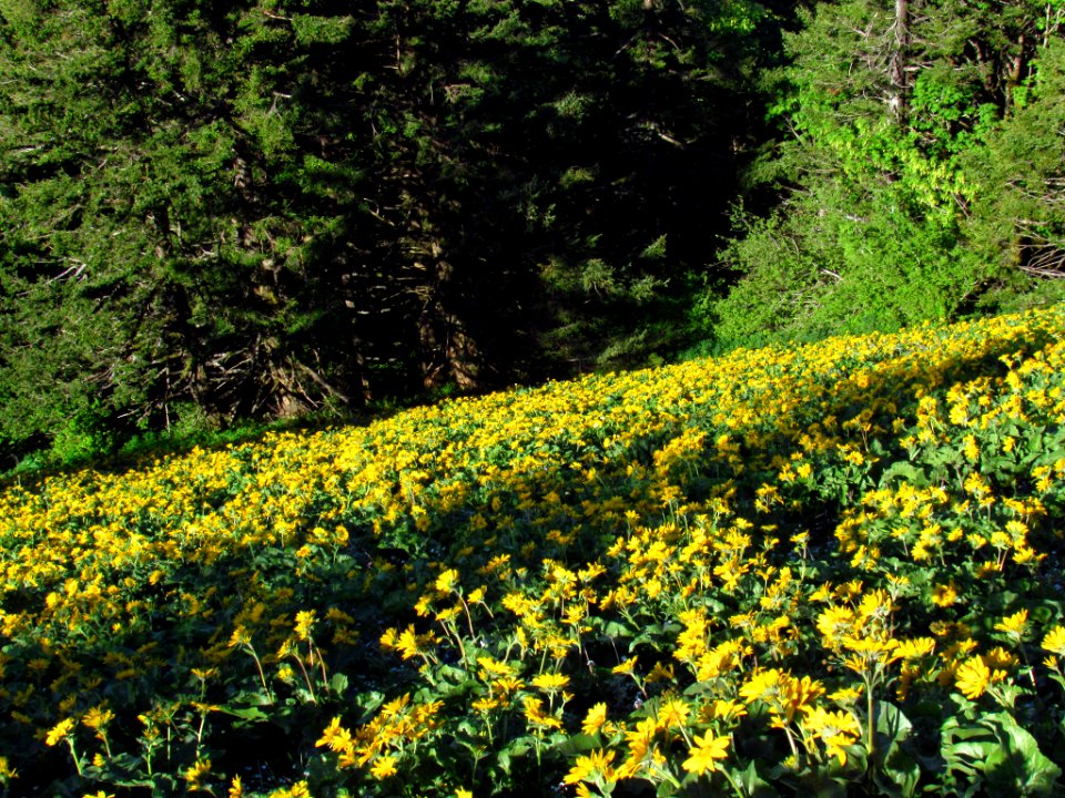Wildflowers on Dog Mountain Trail in WA