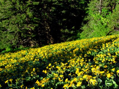 Wildflowers on Dog Mountain Trail in WA