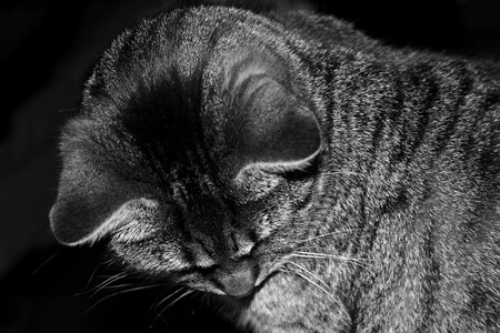 Animal domestic cat cat ears photo