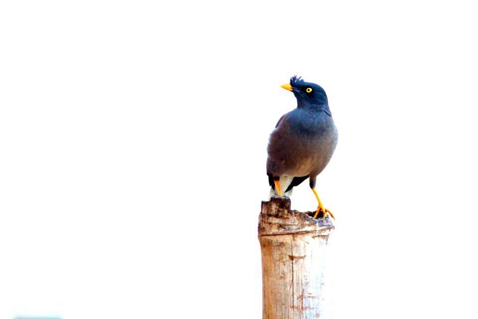 Common Indian Moyna