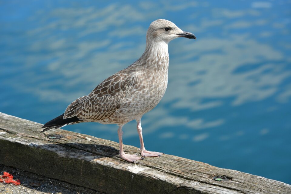 Nature animal animals