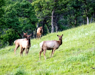 Tule Elk at Berryessa Snow Mountain National Monument photo