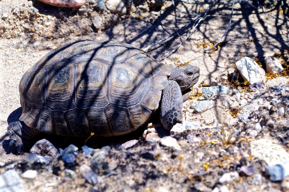 Desert Tortoise