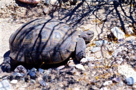 Desert Tortoise photo
