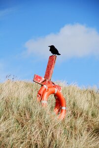 Bird beach blue cross