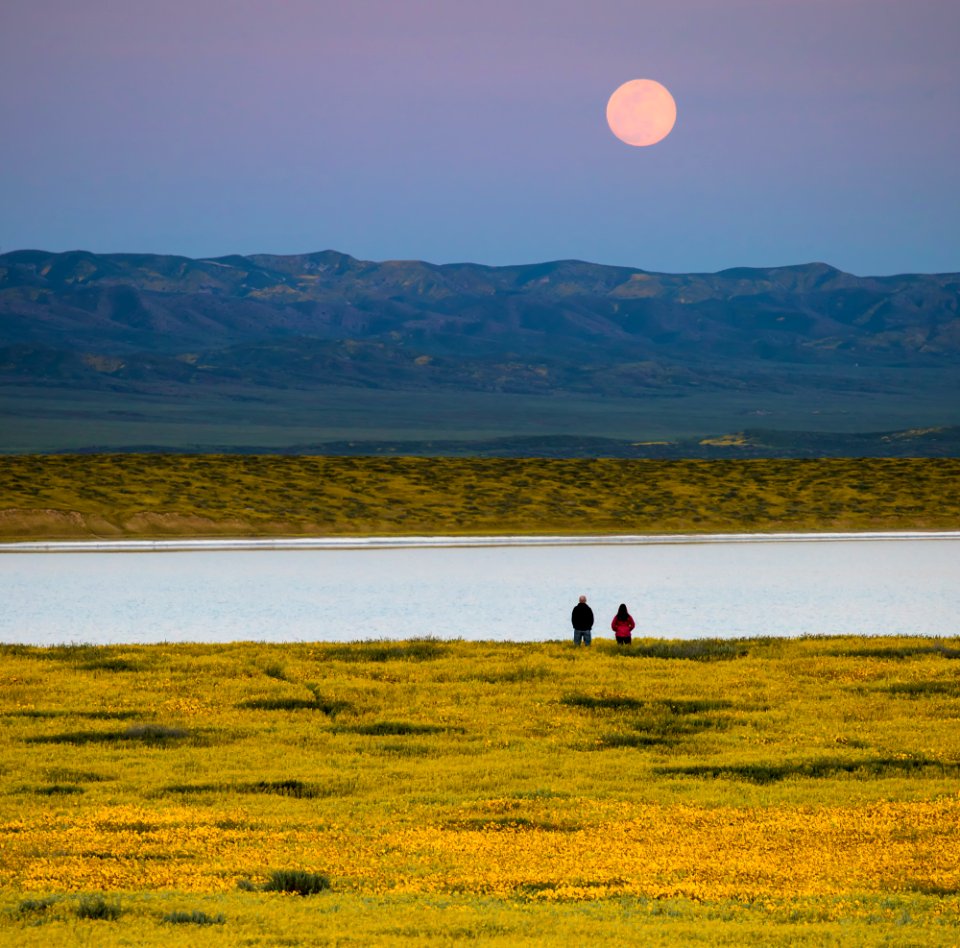 Super Bloom 2017 at Carrizo Plain National Monument