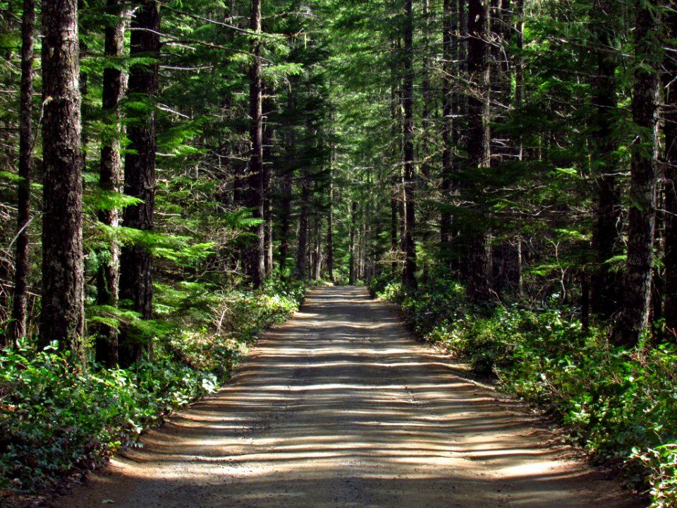 Falls Creek Falls Trail in WA