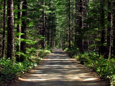 Falls Creek Falls Trail in WA