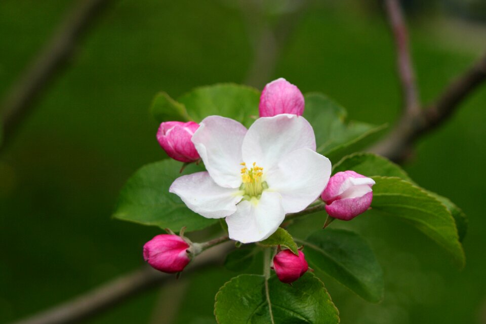 Garden nature spring