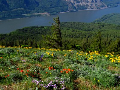 Wildflowers on Dog Mountain Trail in WA