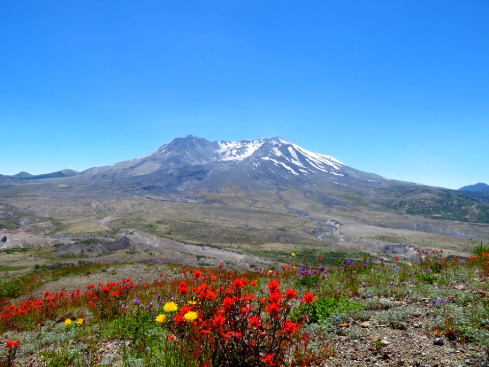 Wildflowers at Mt. St. Helens NM in WA