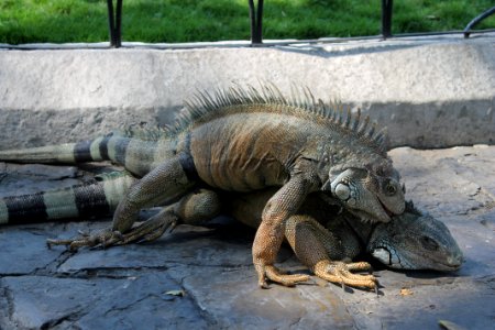 IMG 0180