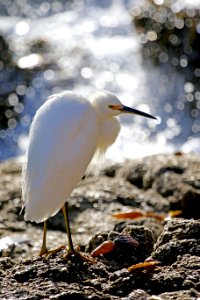 Snowy Egret photo