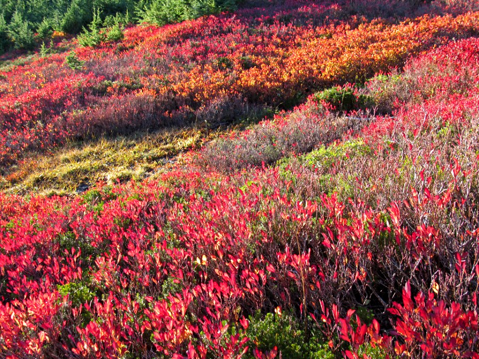 Autumn at Skyline Trail at Mt. Rainier NP in WA