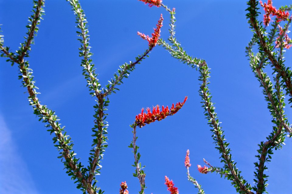 Ocotillo Chemehuevi Valley