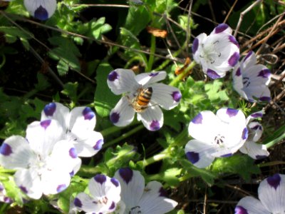 Five Spot with Bee