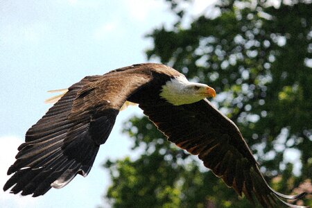 Flight plumage swing photo