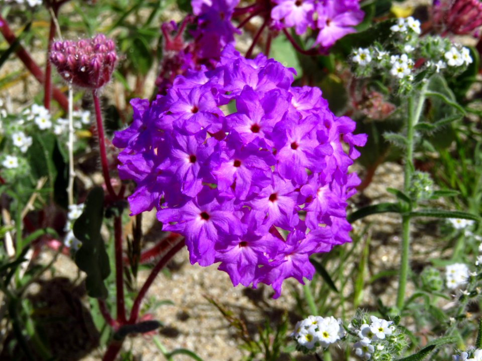 Wildflowers at Anza-Borrego Desert SP in CA