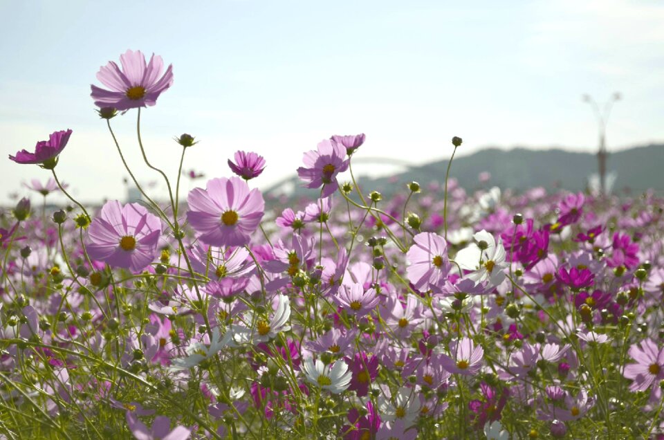 Cosmos plants flowers