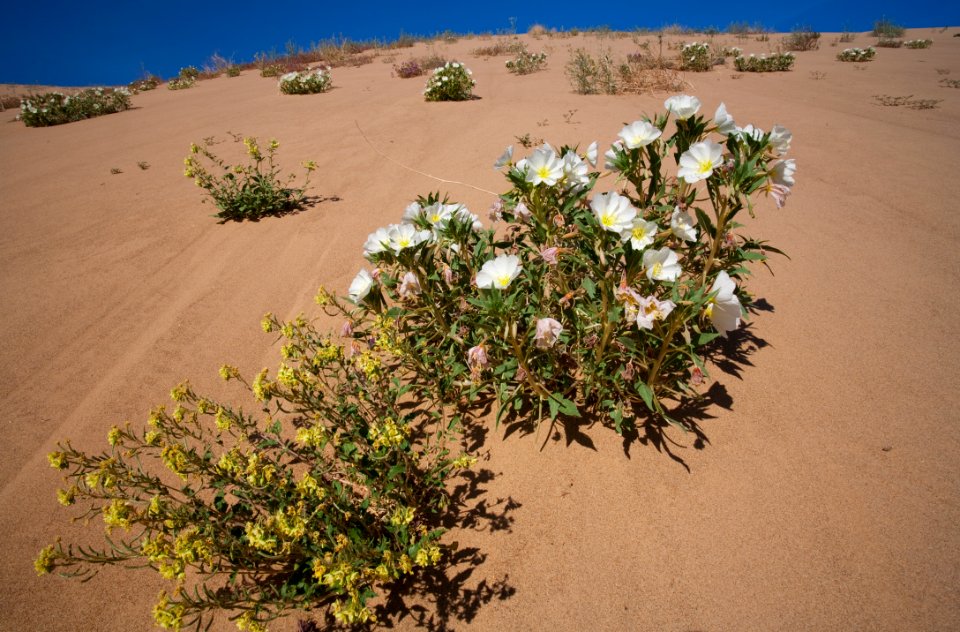 North Algodones Dunes Wilderness