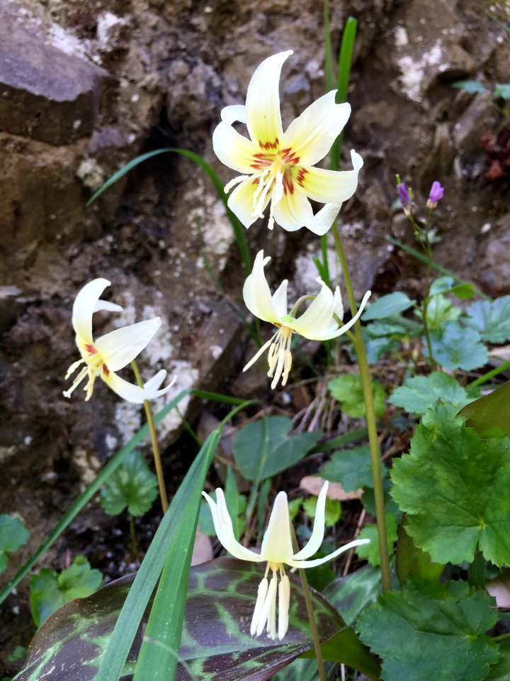 Butte Creek, California Fawn Lily