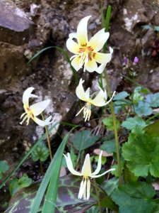Butte Creek, California Fawn Lily