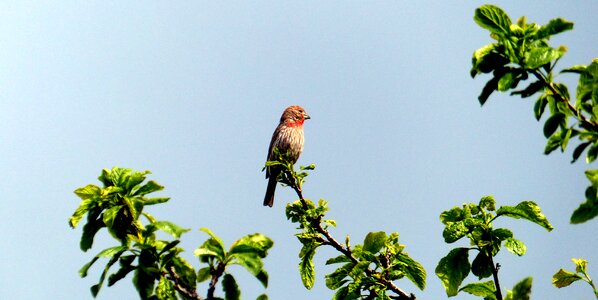 Bird redhead feathers