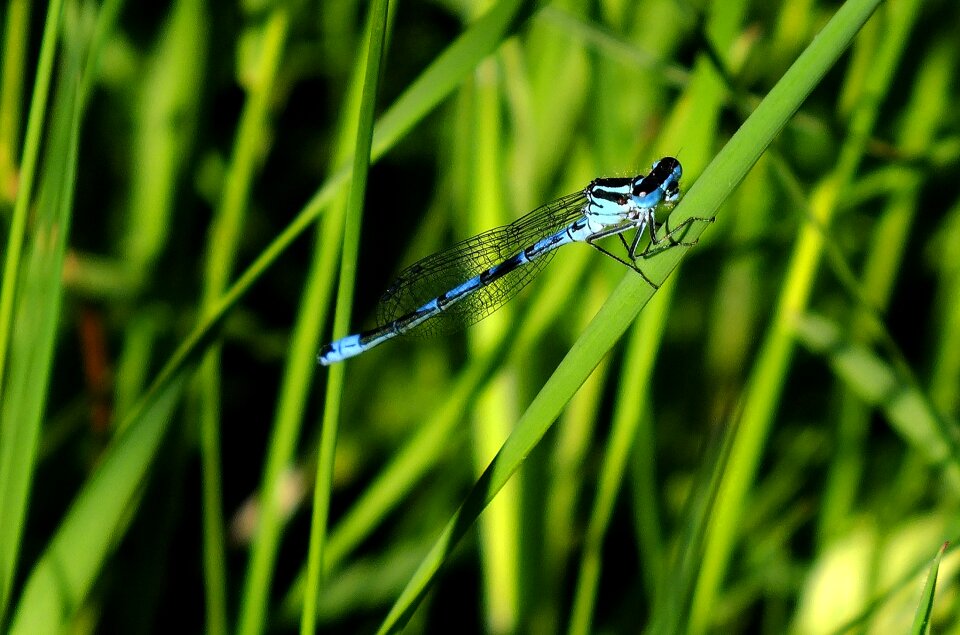 Nature wildlife macro