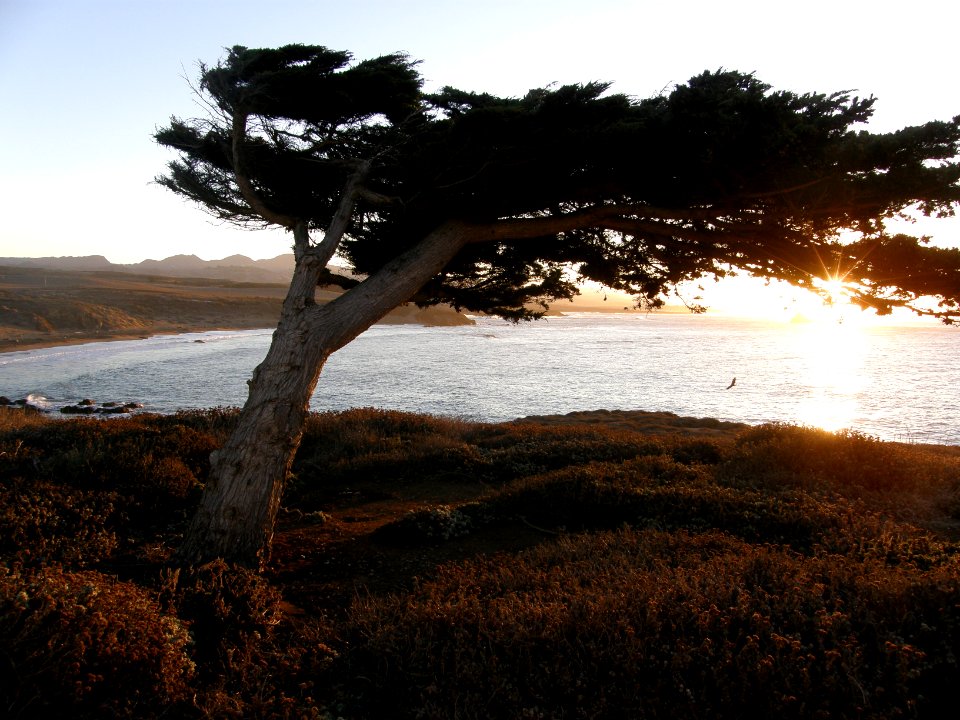 Piedras Blancas (note turkey vulture)