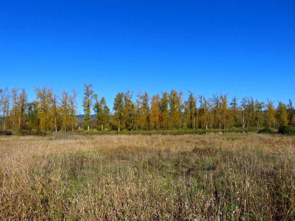 Autumn at Steigerwald Lake NWR in WA