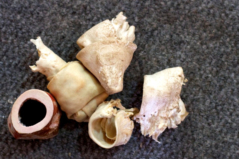 Bone Central