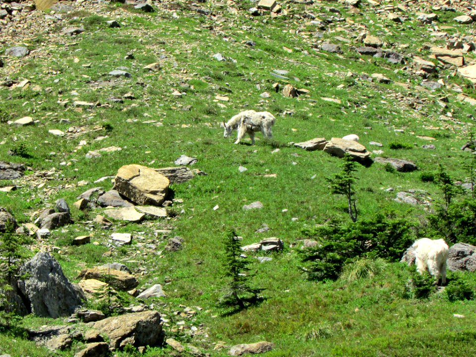 Mountain Goats at Glacier NP in MT