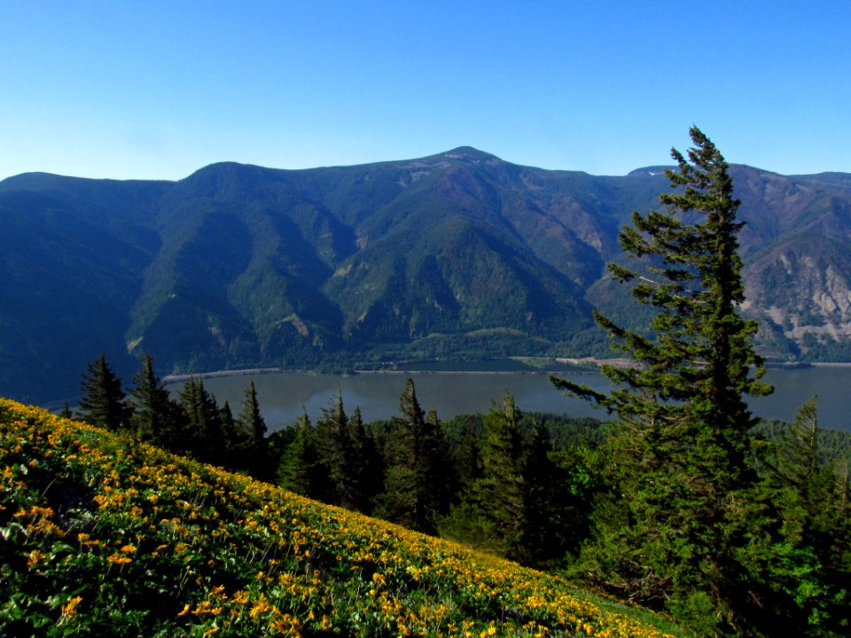Wildflowers on Dog Mountain Trail in WA