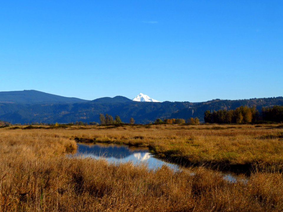 Mt. Hood at Steigerwald Lake NWR in WA