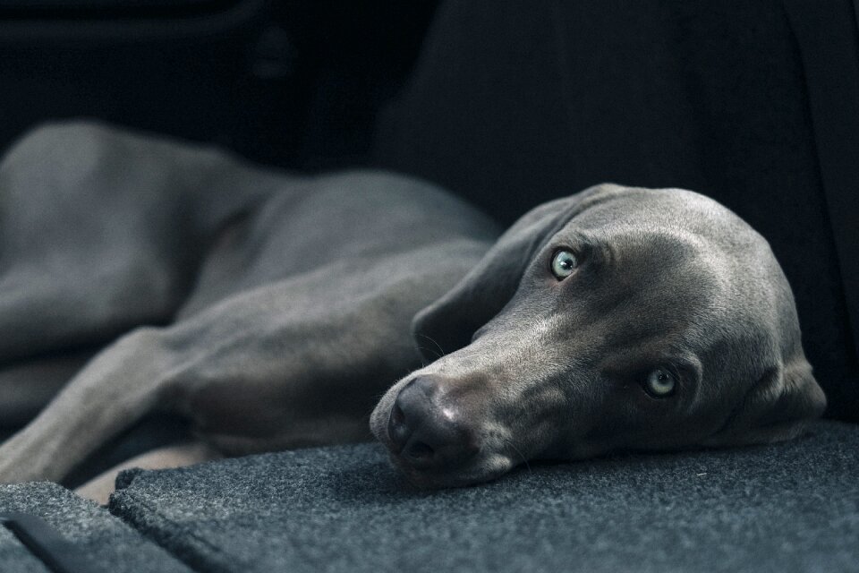 Resting canine domestic
