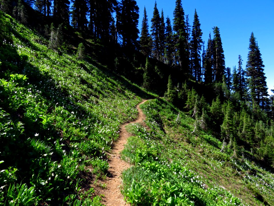 Tatoosh Peak Trail in WA