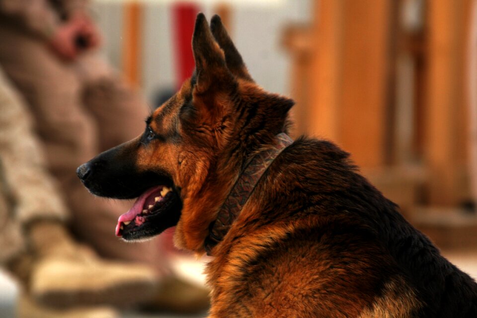 Service military portrait