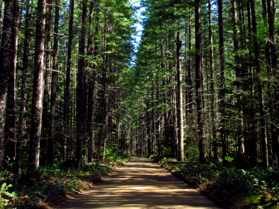 Falls Creek Falls Trail in WA
