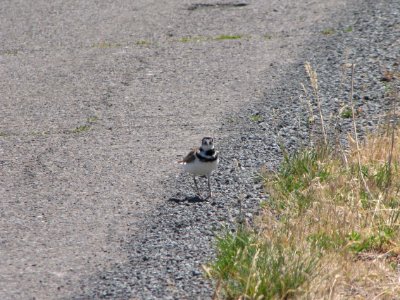 Surprise Valley Barrel Springs Back-Country Byway