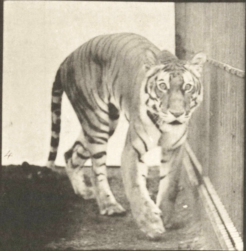 Tigress walking and turning around (rbm-QP301M8-1887-730a~4)