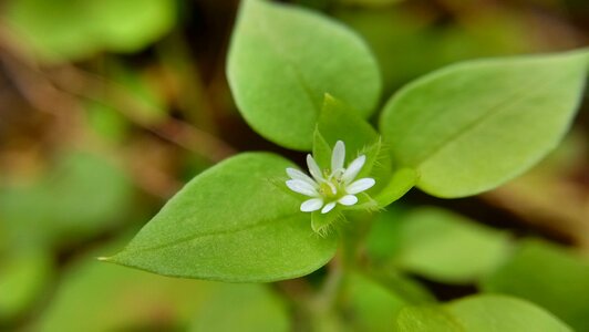 Little flower wild flowers fresh