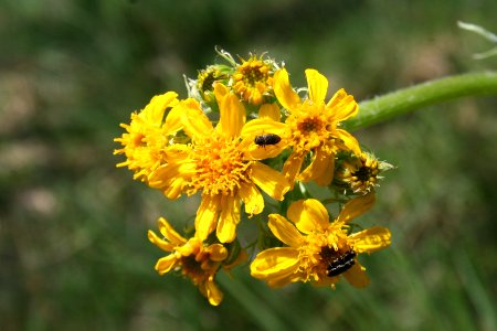 BLM Arcata Field Office Wildflowers