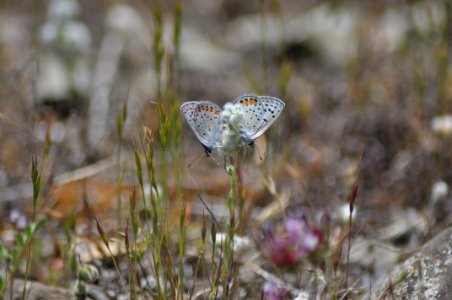 Cahto Peak Acmon Blue Butterflies