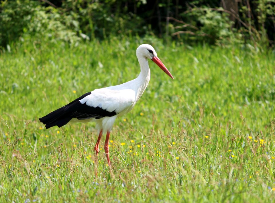White stork rattle stork ciconia ciconia